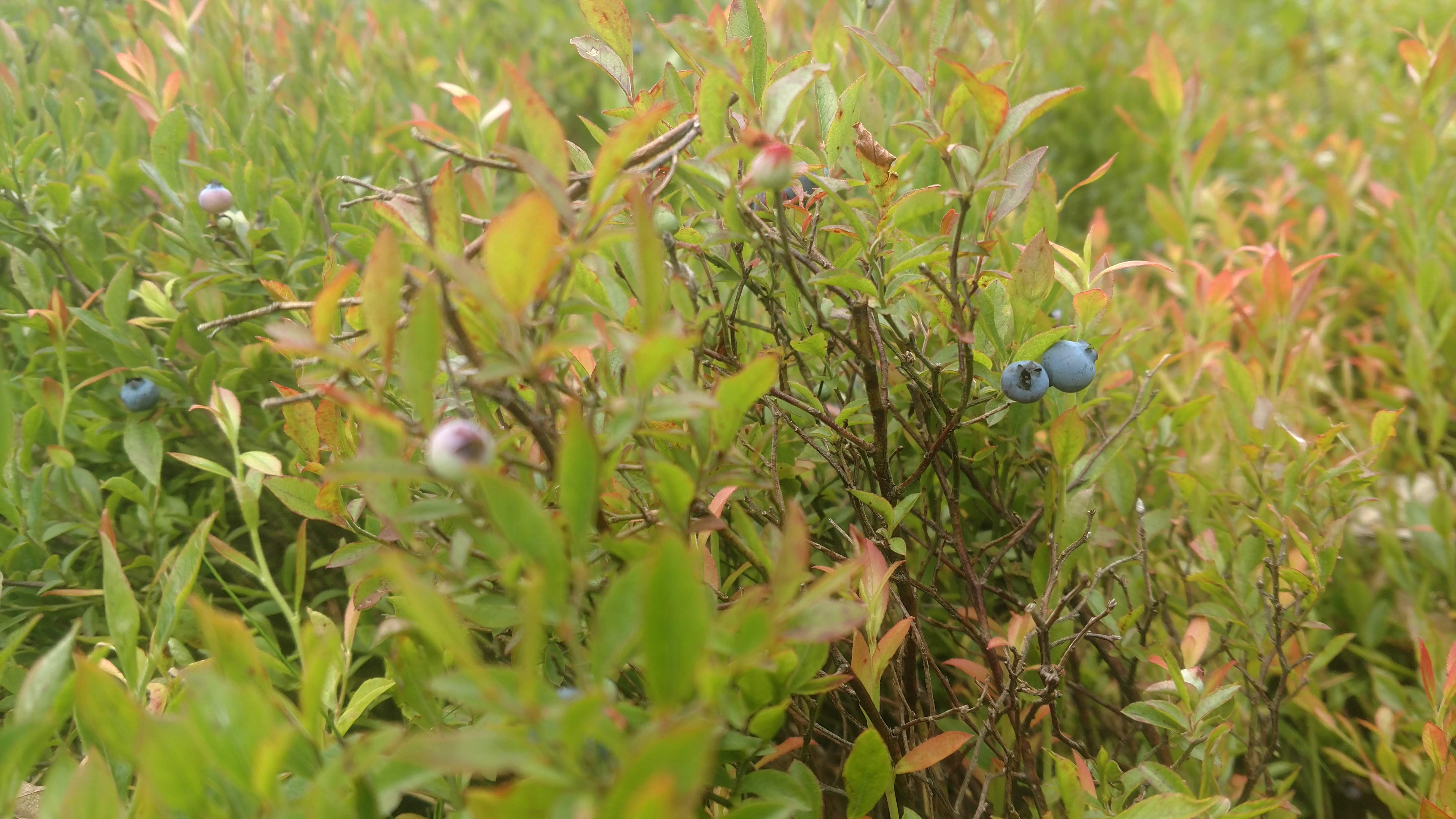 Blueberries among green leaves and branches